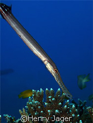 Trumpet Fish (Olympus E 330 Macro lens 50mm, f/8, 1/100) by Henry Jager 